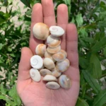 Gomti Chakra (per 50 gram)